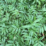 Basket-Grass-PHOTO-jeenan