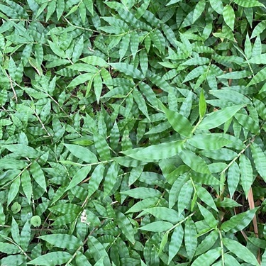 Basket-Grass-PHOTO-jeenan