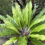 Birds-Nest-Fern-PHOTO-davidbharris