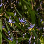 Blue-Flax-Lily-PHOTO-rodedmonds