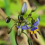 Blueberry-Lily-PHOTO-deenolan