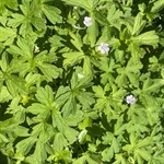 Cranesbill-PHOTO-trixiemaddick