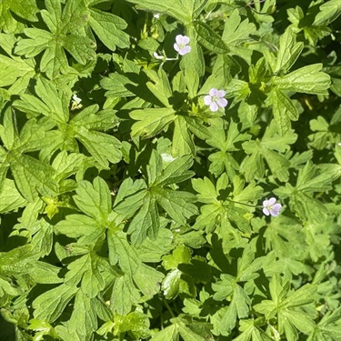 Cranesbill-PHOTO-trixiemaddick