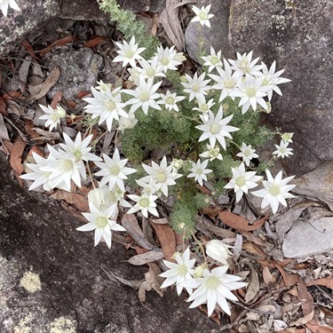 Flannel-Flower-PHOTO-lescormack