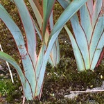 Flax-Lily-PHOTO-isell