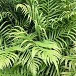 Gristle-Fern-PHOTO-nicolekearney