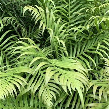 Gristle-Fern-PHOTO-nicolekearney