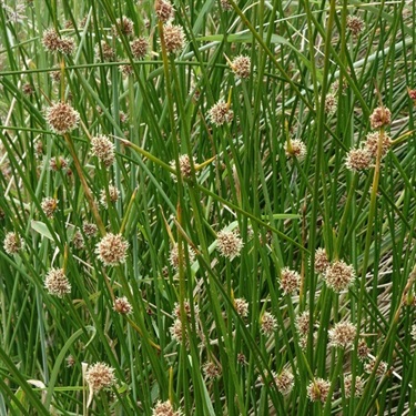 Knobby-Clubrush-PHOTO-john_barkla