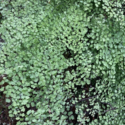 Maidenhair-Fern-PHOTO-fjtay3.jpeg