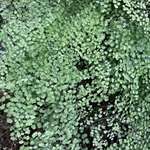 Maidenhair-Fern-PHOTO-fjtay3