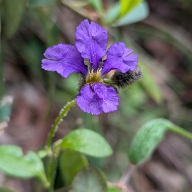 Purple-Dampiera-PHOTO-sarahwang
