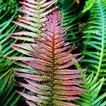 Rasp-Fern-PHOTO-tarredandfeathered