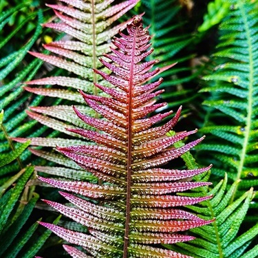 Rasp-Fern-PHOTO-tarredandfeathered