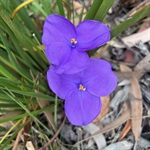Silky-Purple-Flag-PHOTO-jervisbaygirl