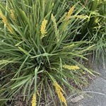 Spiny-Head-Mat-Rush-PHOTO-wurinda