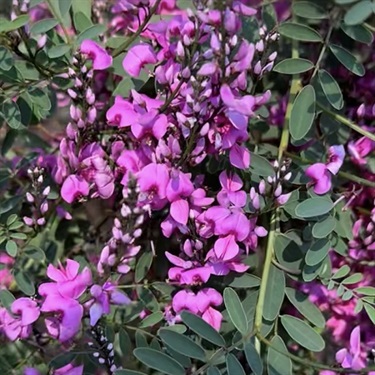Australian-Indigo-PHOTO-bushluver