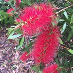 Crimson-Bottlebrush-PHOTO-kw841432
