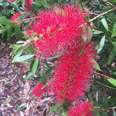 Crimson-Bottlebrush-PHOTO-kw841432