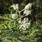 Crinkle-Bush-PHOTO-lrhardy