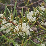 Dagger-Hakea-PHOTO-jgb_