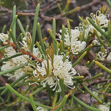 Dagger-Hakea-PHOTO-jgb_