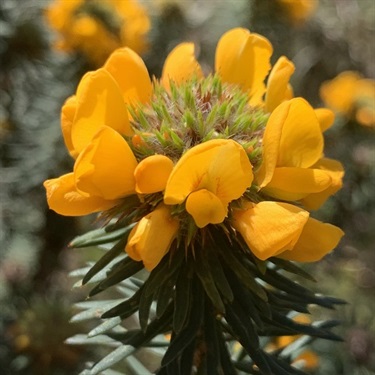 Fine-leaf-Bush-Pea-PHOTO-trevorbotany
