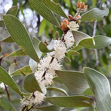 Finger-Hakea-PHOTO-Karen.jpeg