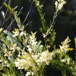 Flax-Wattle-PHOTO-Spongeman