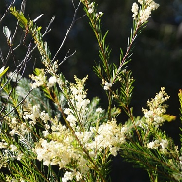Flax-Wattle-PHOTO-Spongeman