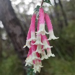 Fuchsia-Heath-PHOTO-daniel_stephan