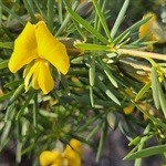 Golden-Glory-Pea-PHOTO-scott_wildlife