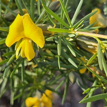 Golden-Glory-Pea-PHOTO-scott_wildlife