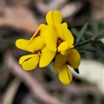 Golden-Pea-PHOTO-christina_steele
