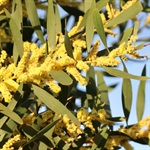Golden-Wattle-PHOTO-mrsdew17