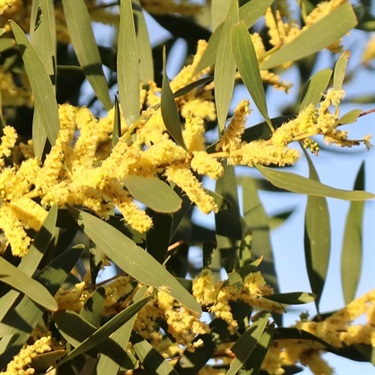Golden-Wattle-PHOTO-mrsdew17