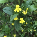 Goodenia-PHOTO-echo9415