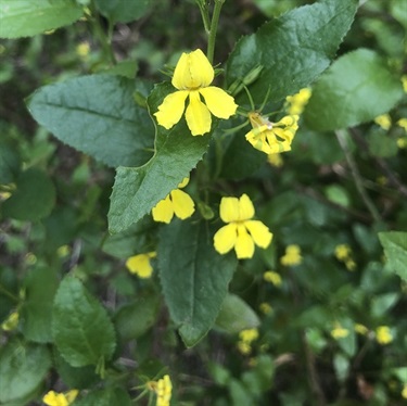 Goodenia-PHOTO-echo9415