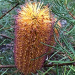 Hairpin-Banksia-PHOTO-BMRMEcologicalSurveys