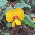 Handsome-Flat-Pea-PHOTO-elaway