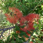 Hillock-Bush-PHOTO-daverichardson