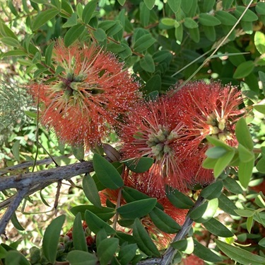Hillock-Bush-PHOTO-daverichardson
