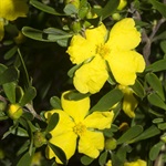 Hoary-Guinea-Flower-PHOTO-suejaggar