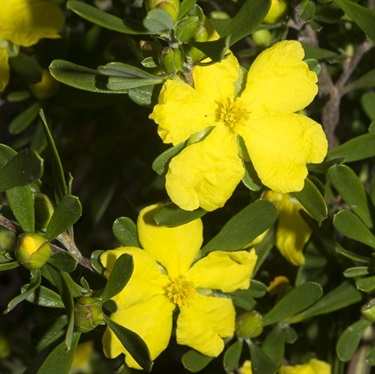 Hoary-Guinea-Flower-PHOTO-suejaggar