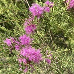 Honey-myrtle-PHOTO-ku-ring-guy