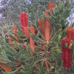 Lantern-Banksia-PHOTO-jenbird88