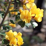 Large-leaf-Bush-Pea-PHOTO-tanyascharaschkin