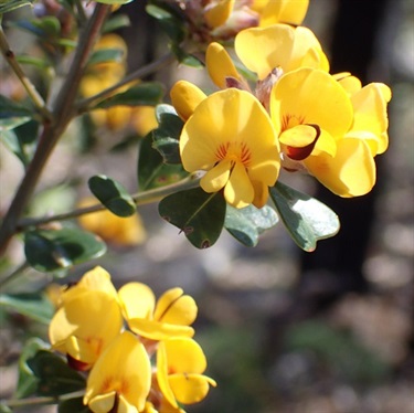 Large-leaf-Bush-Pea-PHOTO-tanyascharaschkin
