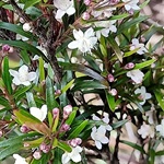 Midgenberry-PHOTO-elizabethmills