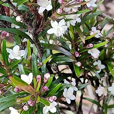 Midgenberry-PHOTO-elizabethmills