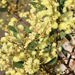 Myrtle-Wattle-PHOTO-mrsdew17